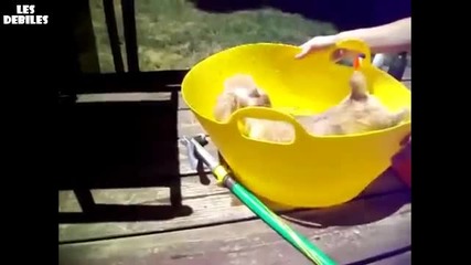 Куче Не Ще Да Се Къпе