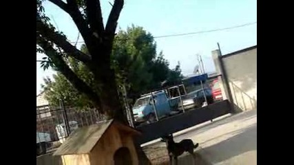 Котешка Драма.wmv