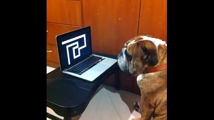 Куче се плаши от компютърна игра.. А дано, ама надали
