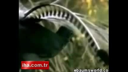 Птица Талант - Имитира Други Птици