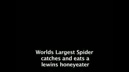 Един От Най - Големите Паяци На Света