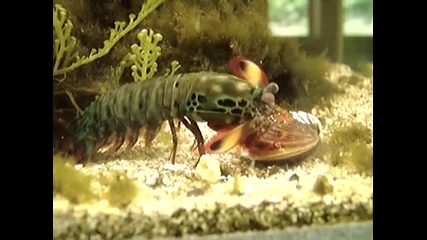 Mantis Shrimp счупва мида