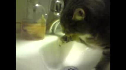 Котката, Която Пие Само Прясна Вода :)