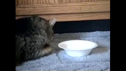 Котка пие мляко с лапичка