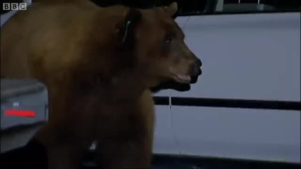 Полицията залавя мечка автоджамбазин