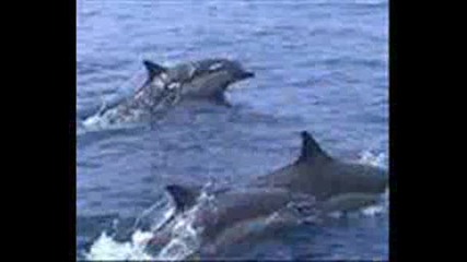 Delfini