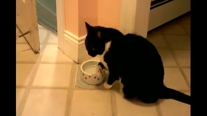 Как котка пие вода *;dd* 