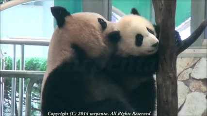 Непохватна панда