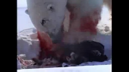 National Geographic - Polar Bear Attacks Ring Seal
