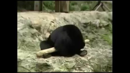 Мечка учи Кунг - Фу