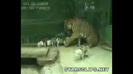 Подобно нещо не сте виждали - тигър и прасета 