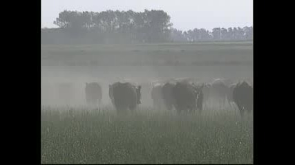 Кравите опасни за озоновия слой