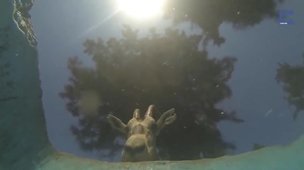 Подводна камера заснема как всяко животно пие вода