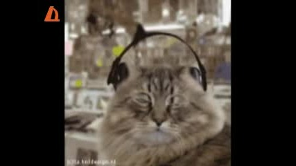 Хип хоп с котки