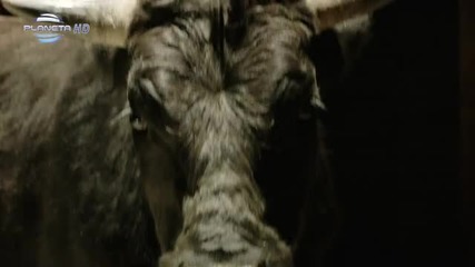 Galena - Spri me (2012) Planeta Full Hd