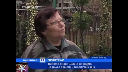 Диво прасе е домашен любимец, 29 декември 2010, Календар Нова Тв