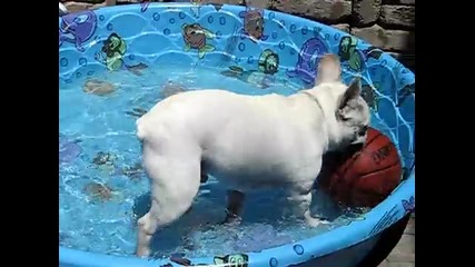 French Bulldog играе с топка в басейн...
