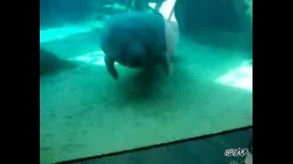 Морска крава си удря носа в стъклото (смях) 