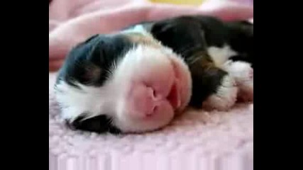 Новородено Кученце Спи 