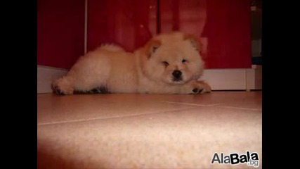 Клипче за Кучета и Котки 