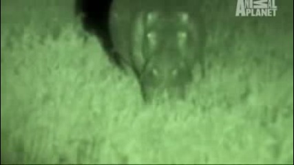 Night - Hippo Herd to the Rescue