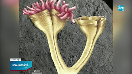 Откриха вкаменелост от най-древния хищник на планетата