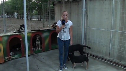 Супер забавно видео ! Докато се усети , тази репортерка беше маркирана три пъти от едно куче.