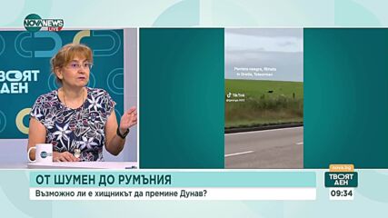 Масова психоза, отвличане на вниманието или истина: Къде е изчезналата пантерата