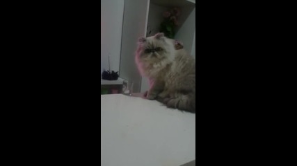 Котка извън закона .. Thug life ..