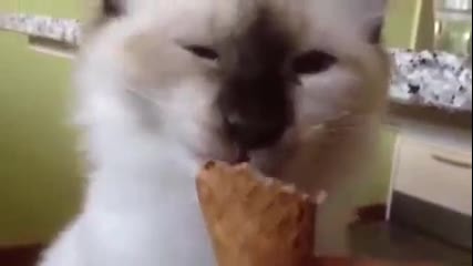 Коте си похапва сладолед