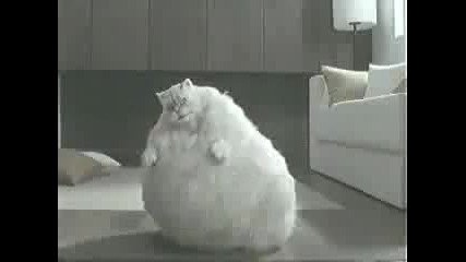 Смях ! Дебело коте се опитва да отслабне ;]