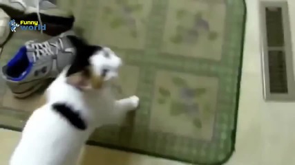 Компилация Смях - Talking Animals Funny Noises and Meowing Collection - Funny 2014