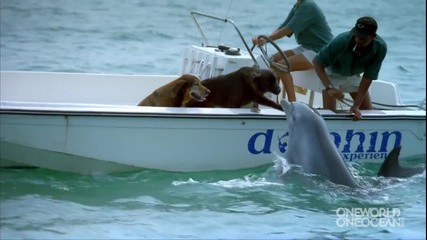 Делфин целува куче