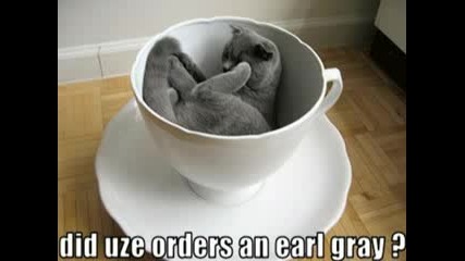 Много смешни котки 