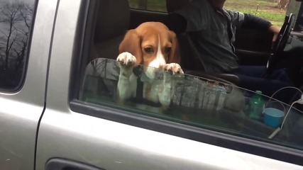 Малко куче се опитва да задържи прозореца на колата отворен!