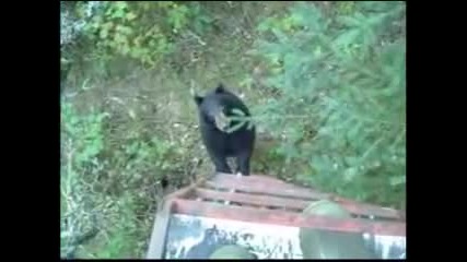 Мечка се катери по стълба