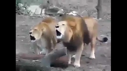 zikir