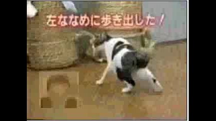 Maitapi S Kotki