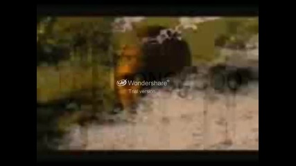 Rapton Records - Sarafa 
