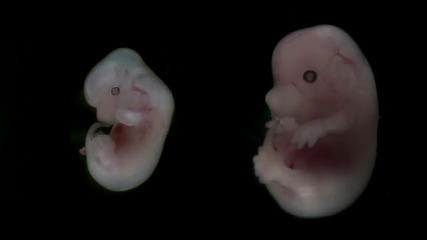 Ембрион на мишка - развитие