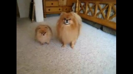 Pomeranian twins barking contest (hq) 