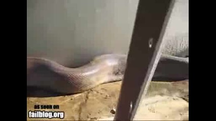 змия напада камерата fail