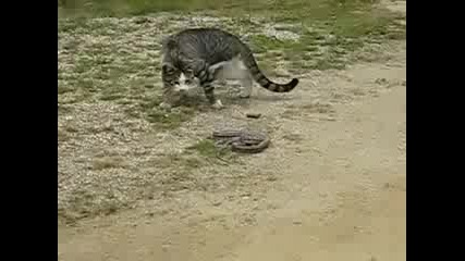 Котка срещу змия ! 