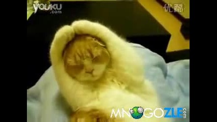 тази котка не иска да чуе никакъв звук 