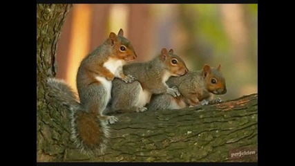 смешни животни