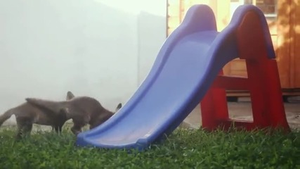 Две малки лисичета си играят на пързалката