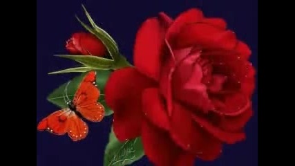 Paper Roses 