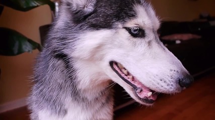 Mishka says _camera_ - Dog Talking!