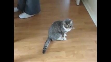 Пиян Ли Си бре Танасе. 