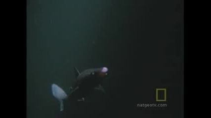 Октоподът който убива акули 